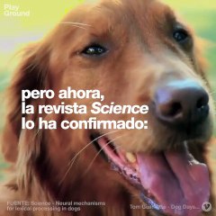 Tu perro entiende lo que dices y cómo lo dices, según la ciencia