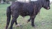 Finistère : plus de 70 animaux victimes de maltraitance et d'abandon sauvés d'une ferme