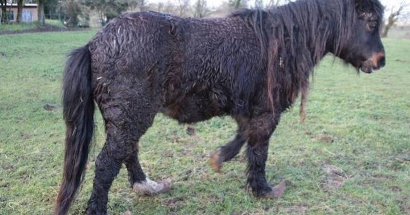 Finistère : plus de 70 animaux victimes de maltraitance et d'abandon sauvés d'une ferme