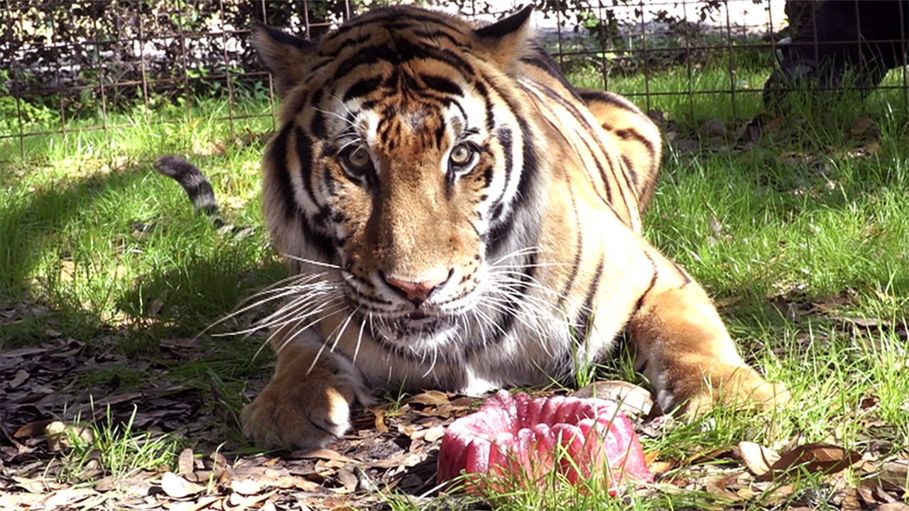 Valentine's Treats For The Tiger Boys