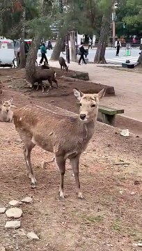 Une petite fille a été poursuivie par une biche sauvage dans le parc de Nara au Japon.