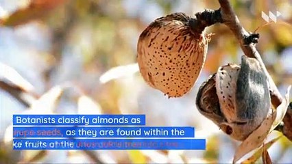 5 'Nuts' That Aren't Really Nuts