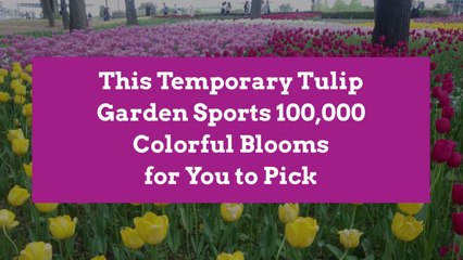 This Temporary Tulip Garden Sports 100,000 Colorful Blooms for You to Pick