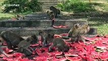 Starving monkeys fed with watermelon as coronavirus halts tourism in Thailand