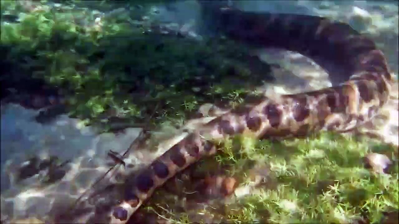 Ce qu'ils découvrent sous la surface de l'eau est incroyable : Python géant sur le fond du lac
