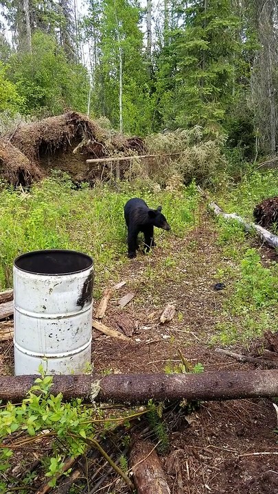 Close Encounter with a Young Black Bear