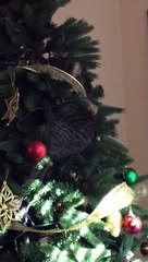 Curious Cat Has Trouble Descending Christmas Tree