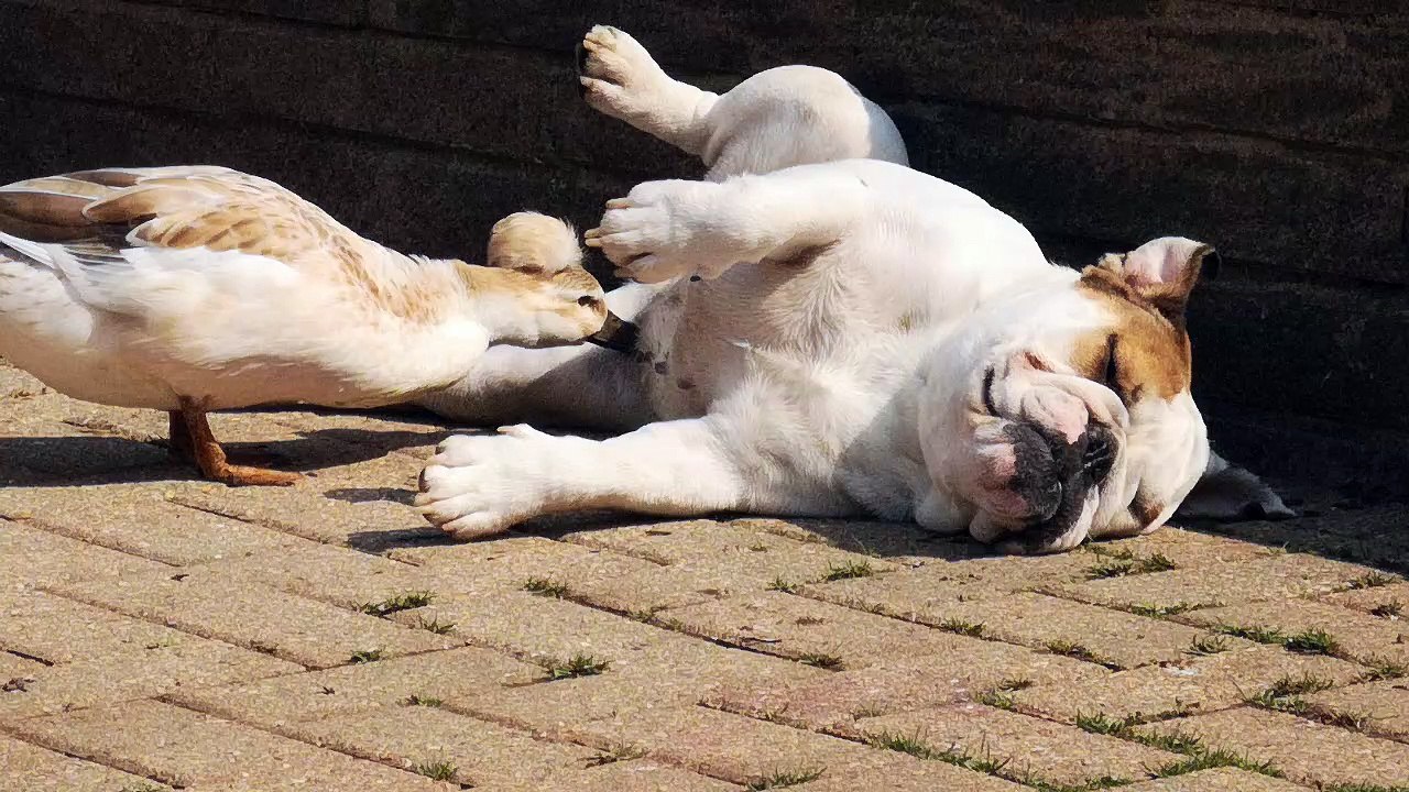 This Bulldog Raised a Duck and They are Friends for Life