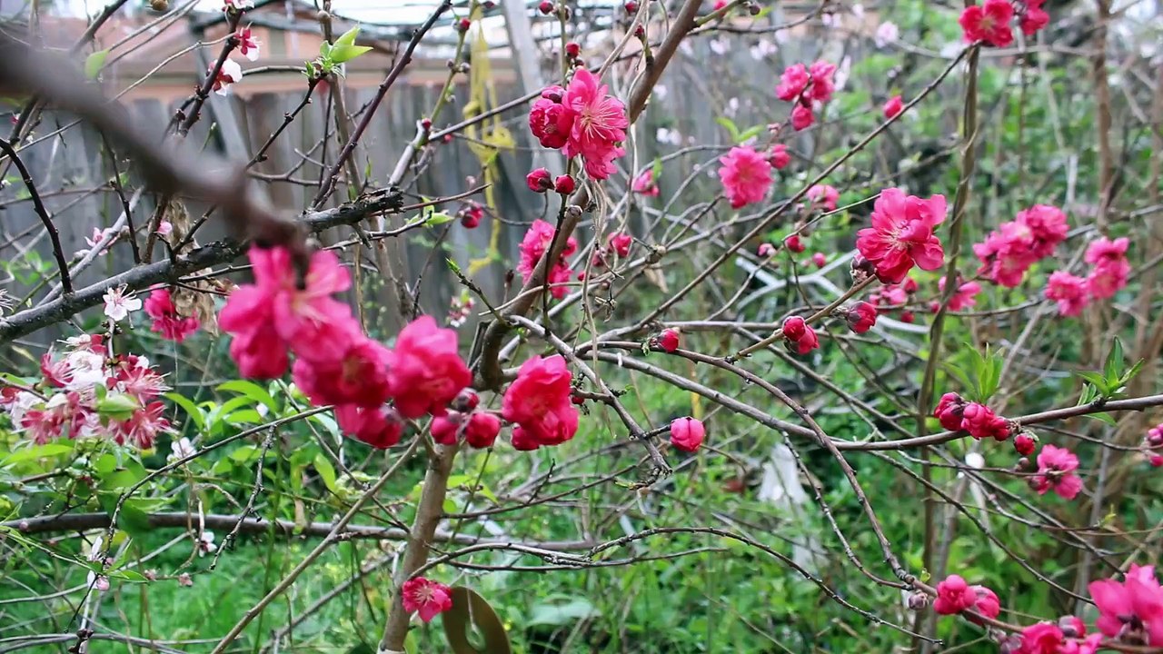 Ya Esta Floreando el Durazno Barón Rojo (Red Baron)