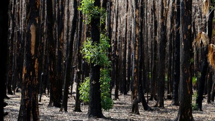 Australia's New South Wales Is Declared Free From Bushfires for the First Time Since July
