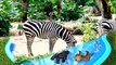 Learn Colors With Animal - Learn Colors with Zoo Wild Animals on Water Slide Surprise Egg Toys for Kids Children