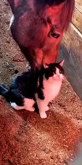 Kitty Loves Being Groomed by Horse Friend