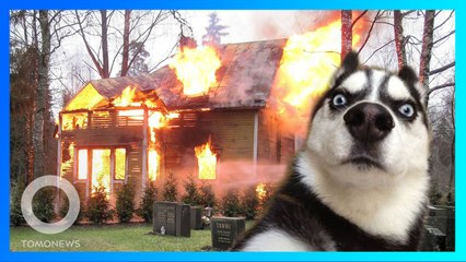 ハスキーが電子レンジに触れ民家が火事に - トモニュース