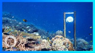 健康なサンゴ礁の音で不健康なサンゴ礁の健康状態が恢復 - トモニュース