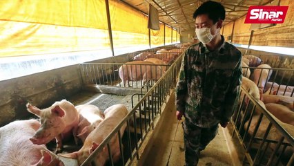 Shenzhen larang penduduk makan anjing, kucing