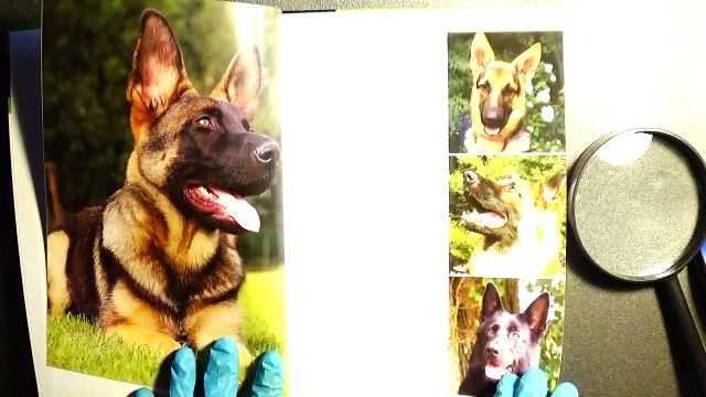 103 ASMR Tapping, Whispering, Multi TRIGGERS LATEX GLOVES