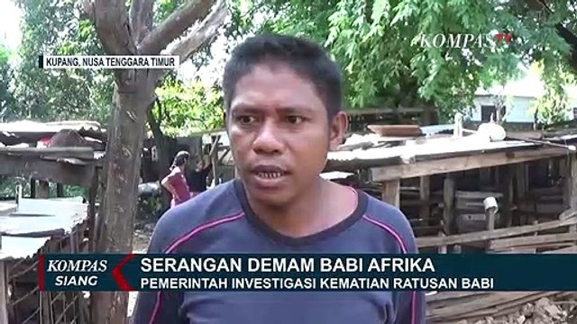 Serangan Demam Babi Afrika 221 Babi Mati Mendadak