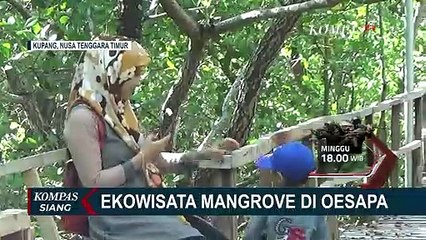 Bukan Hanya Soal Pemandangan, Hutan Mangrove Memiliki Manfaat Besar