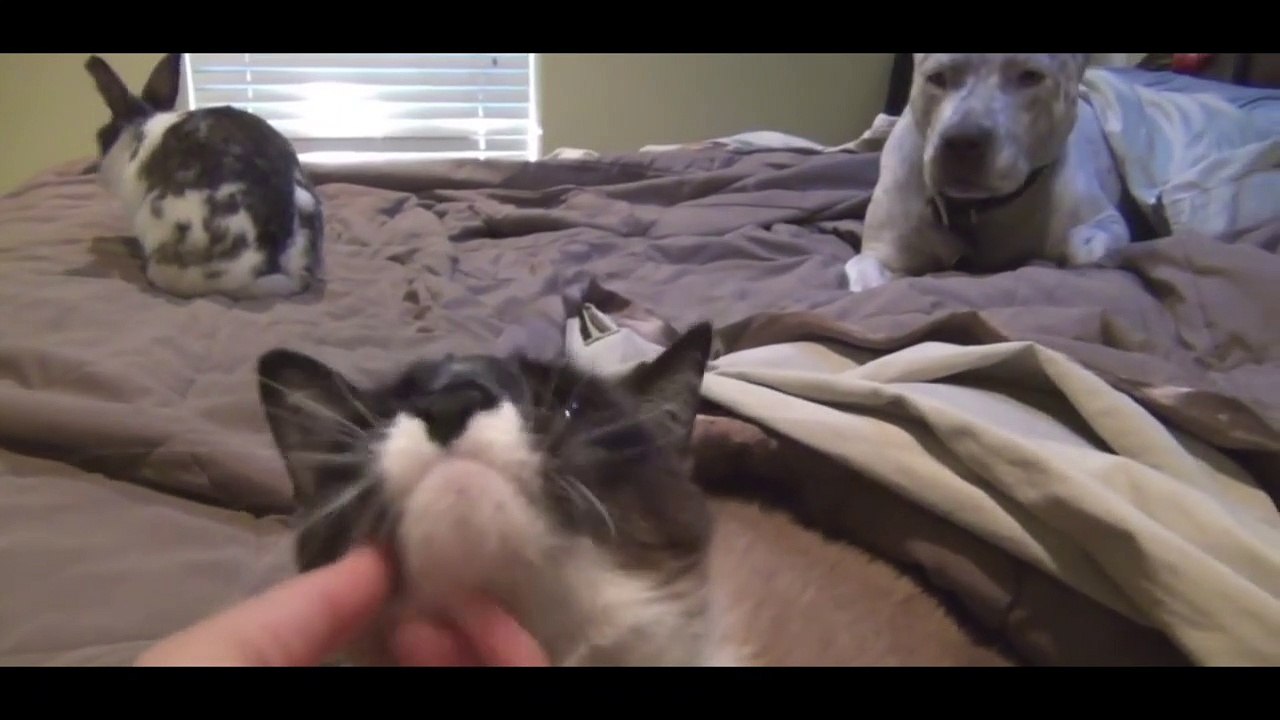 Un chien, un lapin et un chat se liguent contre leur maîtresse pour rester sur le lit