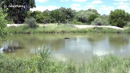 Hippopotamus washes turtles off its back before performing territorial poo flicking