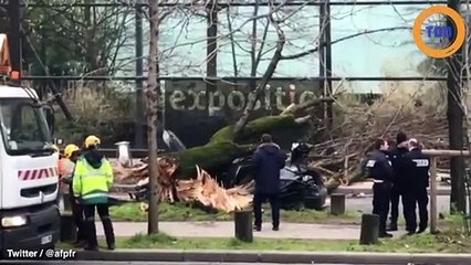 Paris : un arbre s’écrase sur une voiture et enlève la vie du conducteur
