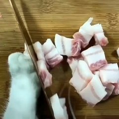 kedilerin balık keyfi