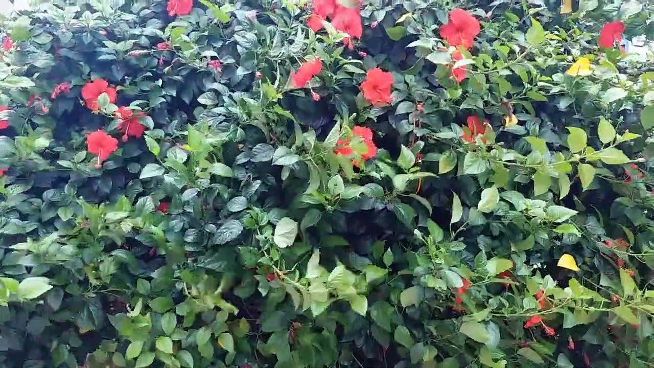 दुर्गा है मेरी माँ - (भाग - १) जगत जननी जगदम्बा के दिव्य स्वरूप का अद्भभुत वर्णन...