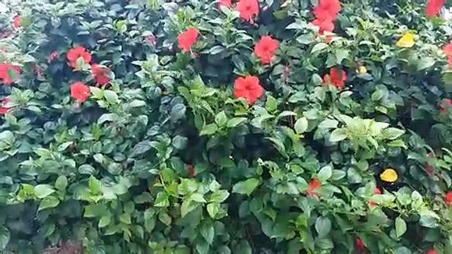 दुर्गा है मेरी माँ - (भाग - ३)जगत जननी जगदम्बा के दिव्य स्वरूप का अद्भभुत वर्णन...