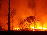 En los incendios de Australia ardieron el 21% de sus bosques