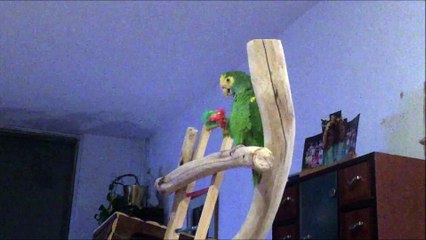 Papegaai heeft een nieuw SPEELTJE! Dagboek Laura #1