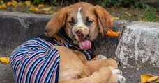 Défigurée à cause des balles, cette chienne trouve un nouveau foyer au Royaume-Uni