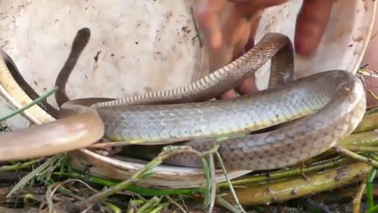 Experiment : Coca Cola and Bananas Snake in Hole Naturally Food Fishing