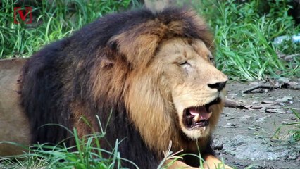 Video of Starving  Lion Goes Viral, Outrage Prompts Return to Former Carer
