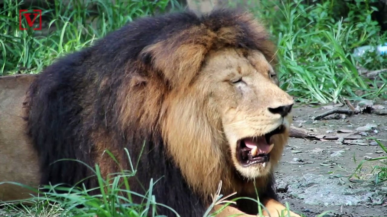 Video of Starving  Lion Goes Viral, Outrage Prompts Return to Former Carer