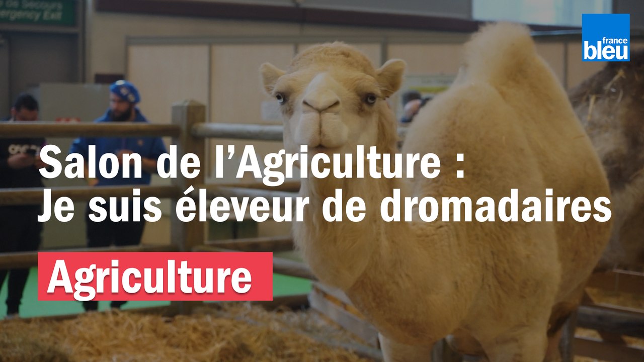 Julien Job, éleveur de chameaux et dromadaires