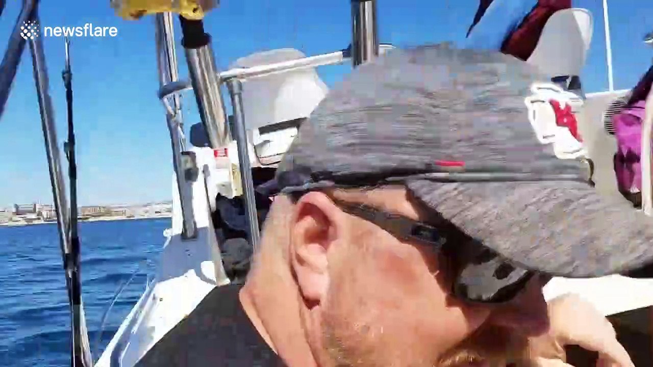 Cheeky sea lion hops onto tourist fishing boat...