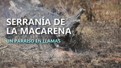 La ilegalidad y las llamas consumen la biodiversidad colombiana