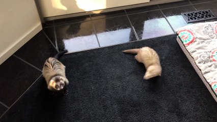 MY FERRETS WONT LEAVE ME ALONE