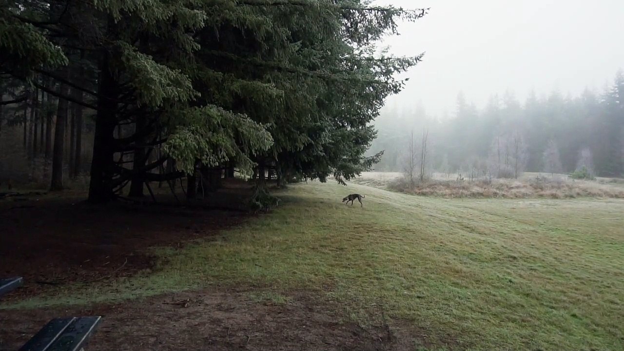 Landscape and dog