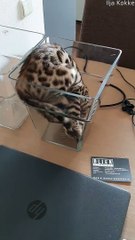Contortionist Kitty Climbs into Vase