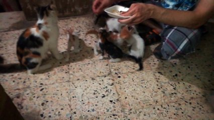 Six New Born Kitties Gathered Around Owner For Fresh Chicken Meats