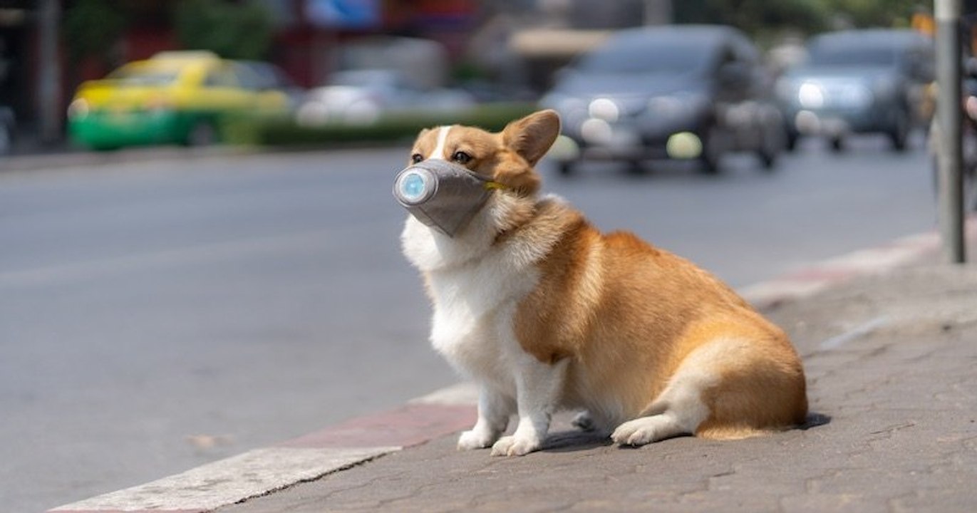 Un chien, testé positif au coronavirus, placé en quarantaine à Hong Kong