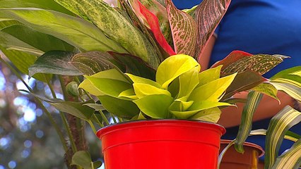 bd-cuidado-de-plantas-280220