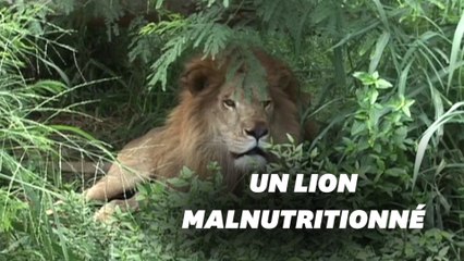 Jupiter, “le lion câlin” en danger de mort va pouvoir retrouver sa maîtresse