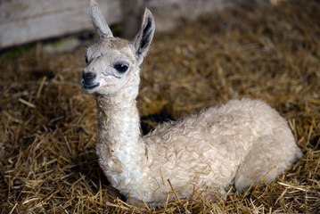 Baby llama born at Graves Park Animal Farm