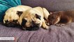 Orphaned Otter Becomes BFFs With Pug Family