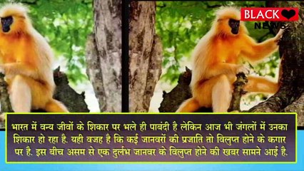 आखिरी Golden लंगूर ने तोड़ा दम, भारत में सबसे दुर्लभ है ये प्रजाति