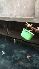 Stray Kitten Saved from Waters