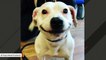 Stray Dog Finds Forever Home After Smile Photo Goes Viral