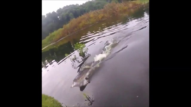 Un crocodile affamé sort de l'eau pour voler la prise de ce pecheur